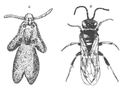 Podobieństwo warżki kwiatu dwulistnika muszego (A) do odwłoku samicy niestylaka wąsala (B). Źródło: The Physiology of Insect, wyd. 2, tom III, red. Morris Rockstein, Academic Press INC, New York 1974.
